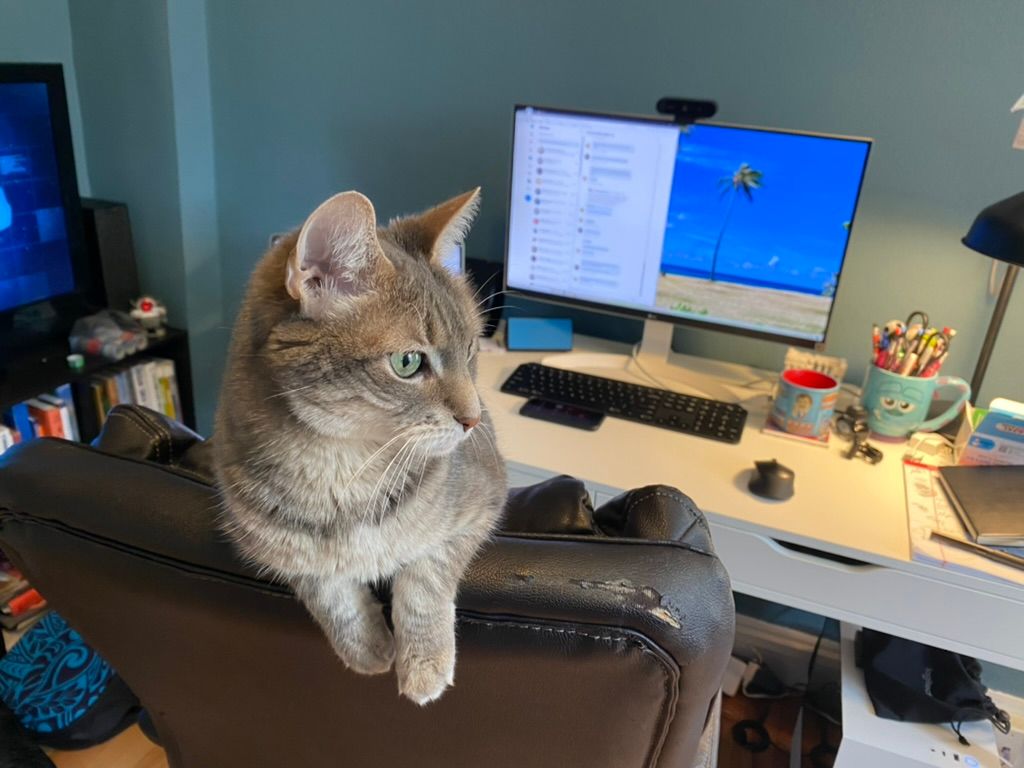 A gray cat sit on the back of a chair in front of a computer desk.